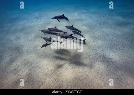 Eine Gruppe Spinner Delfine mit Kalb schwimmen im klaren Wasser von Hawai'i vorbei Stockfoto