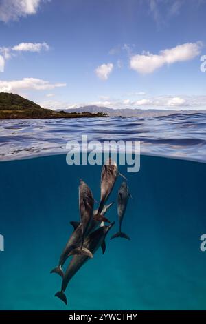 Eine kleine Gruppe Spinner Delfine nähert sich der Oberfläche in einem Überschuss vor der Küste von Oahu, Hawaii, und zeigt die Berge entlang der Nordküste. Stockfoto