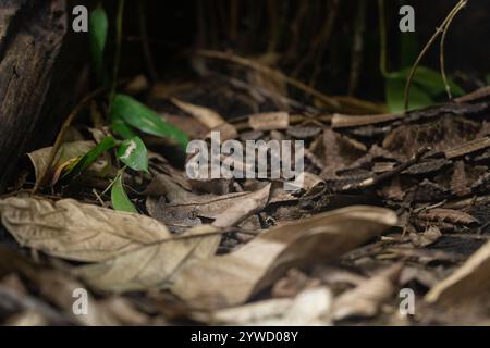 Westafrikanischer Gaboon Viper Bitis Rhinoceros Stockfoto