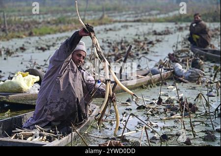 Srinagar, Indien. Dezember 2024. SRINAGAR, INDIEN – 10. DEZEMBER: Bauern extrahieren am 10. Dezember 2024 Lotus-Stämme, die lokal als Nadur bekannt sind, in der Minusgradtemperatur aus dem Wasser des Anchar Lake in den Außenbezirken von Srinagar, Indien. Cold Wave Grips Kashmir, als kälteste Nacht der Srinagar Records Saison bei minus 5,4 Grad celsius. (Foto: Waseem Andrabi/Hindustan Times/SIPA USA) Credit: SIPA USA/Alamy Live News Stockfoto