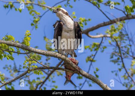 Osprey (Pandion haliaetus) stand auf einem Baumzweig und hielt einen teilweise gegessen Fisch in seinen Krallen. Blick zur Seite. Blauer Himmel oben. Am Apopka-See Stockfoto