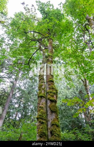 Issaquah, Washington, USA. Ich schaue auf einen moosbedeckten Ahornbaum Stockfoto