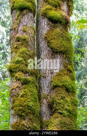 Issaquah, Washington, USA. Stamm eines moosbedeckten Ahornbaums. Stockfoto