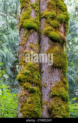 Issaquah, Washington, USA. Stamm eines moosbedeckten Ahornbaums. Stockfoto