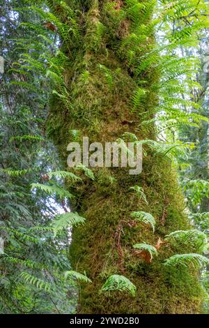 Issaquah, Washington, USA. Stamm eines moosbedeckten Ahornbaums mit Lakritzfernern, der daraus wächst. Stockfoto