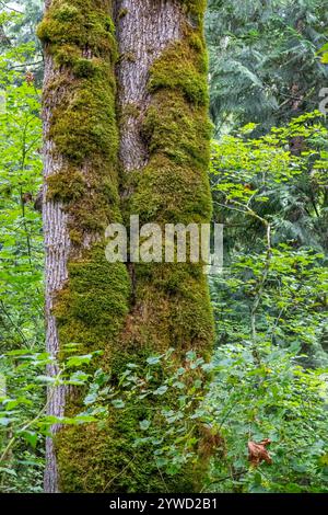 Issaquah, Washington, USA. Stamm eines moosbedeckten Ahornbaums. Stockfoto