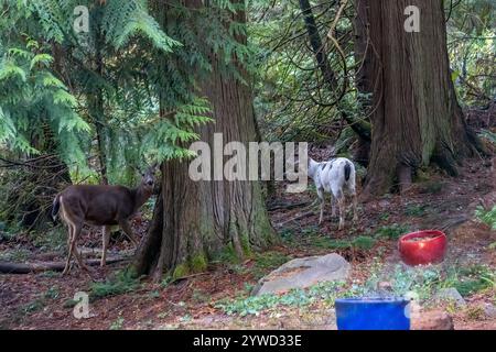 Issaquah, Washington, USA. Seltenes Piebald Schwarzschwanz-Hirsch in einem bewaldeten Wohngebiet bei westlichen Rotzedarbäumen. Stockfoto