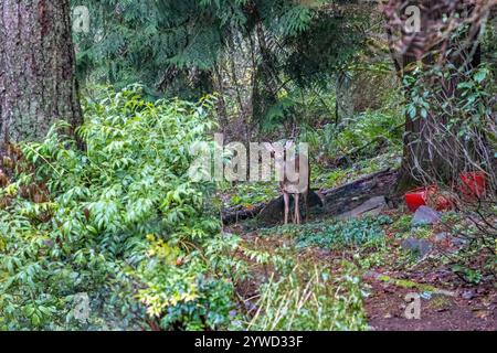 Issaquah, Washington, USA. Maultierhirsch steht in einem bewaldeten Wohngebiet. Stockfoto