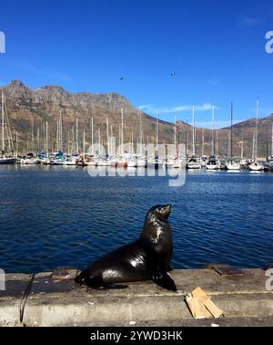 Eine verspielte Kappelzrobbe sitzt an der Hafenpromenade von Kapstadt und sonnt sich in der Sonne in der Nähe des Yachthafens mit Segelbooten und dem Tafelberg im Hintergrund. Stockfoto