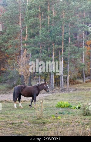 Schönes Pferd auf einer Lichtung in der Nähe eines Herbstwaldes Stockfoto