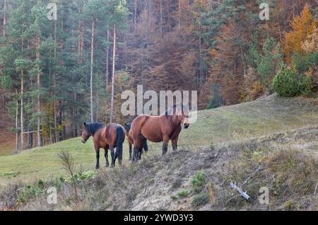 Schönes Pferd auf einer Lichtung in der Nähe eines Herbstwaldes Stockfoto