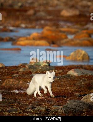 Polarfuchs spazieren und starren auf eine farbenfrohe rote Tundra während der Moulsaison vom grauen Sommerfell bis zum winterweißen Fell, Arviat, Nunavut Stockfoto