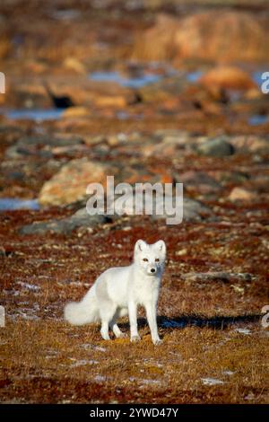 Polarfuchs spazieren und starren auf eine farbenfrohe rote Tundra während der Moulsaison vom grauen Sommerfell bis zum winterweißen Fell, Arviat, Nunavut Stockfoto