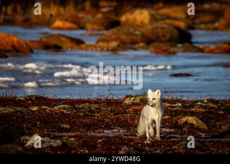 Polarfuchs spazieren und starren auf eine farbenfrohe rote Tundra während der Moulsaison vom grauen Sommerfell bis zum winterweißen Fell, Arviat, Nunavut Stockfoto