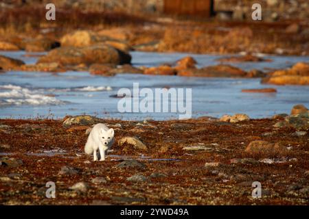 Polarfuchs spazieren und starren auf eine farbenfrohe rote Tundra während der Moulsaison vom grauen Sommerfell bis zum winterweißen Fell, Arviat, Nunavut Stockfoto