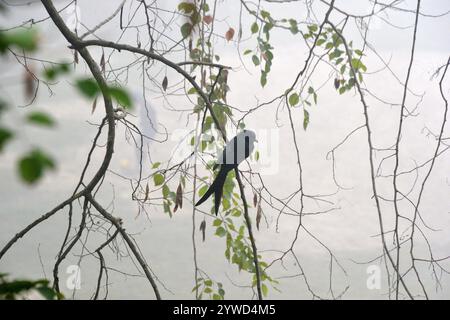 Siliguri, Westbengalen, Indien. Dezember 2024. Ein Black Drongo Vogel sitzt an einem nebeligen und kalten Tag auf einem Zweig eines Baumes in Siliguri. (Kreditbild: © Diptendu Dutta/ZUMA Press Wire) NUR REDAKTIONELLE VERWENDUNG! Nicht für kommerzielle ZWECKE! Stockfoto