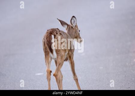 Junger Weißer Hirsch, Doe Stockfoto