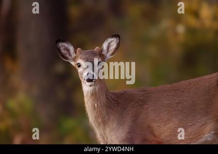 Junge Weissschwanzhirsche Bock Stockfoto