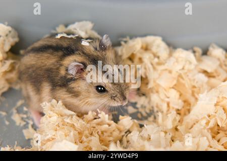 Niedlicher brauner Hamster, der in einem Käfig sitzt. Stockfoto