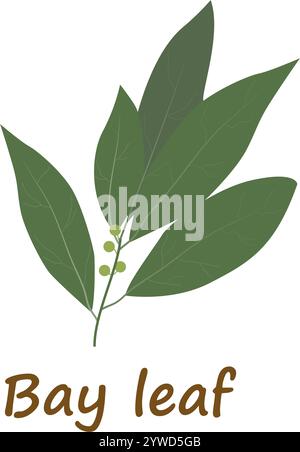 Lorbeerblatt in flachem Stil. Bay Leaves isoliert auf weißem Hintergrund. Vektorabbildung Stock Vektor