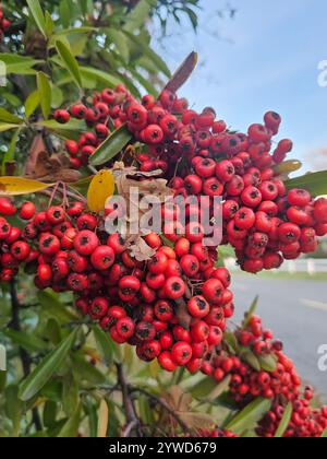 Leuchtend rote Beeren auf einem Zweig mit grünen Blättern, die in natürlichem Licht erfasst werden und die lebendige Schönheit der Natur im Herbst zeigen. Stockfoto