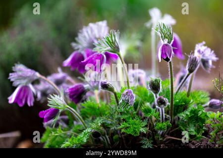 Eine Gruppe violetter Pasqueflower (Pulsatilla) mit Knospen und Blüten im Hintergrund Stockfoto