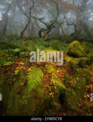 Eine typisch britische herbstliche Waldszene, die im alten Eichenwald der Padley Gorge im Peak District in Derbyshire gedreht wurde. Stockfoto