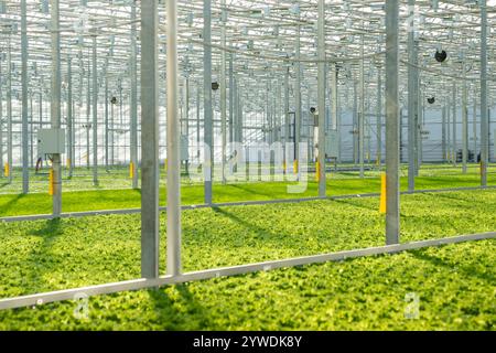 Anbau von frischem Salat, Gemüse, Salat in einem modernen Gewächshaus mit hydroponischer Methode. Agrarwirtschaft Stockfoto