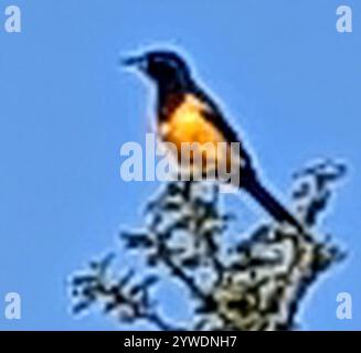 Schwarz belüftete Oriole (Icterus wagleri) Stockfoto