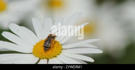 Davies' Cellophane Bee (Colletes daviesanus) Stockfoto