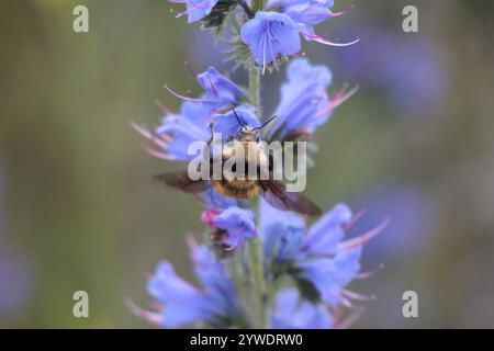 Weißschultrige Hummel (Bombus appositus) Stockfoto
