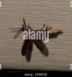 Gemeinsame östlichen Firefly (Photinus pyralis) Stockfoto