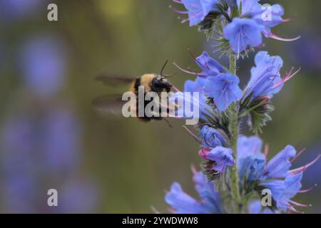 Weißschultrige Hummel (Bombus appositus) Stockfoto