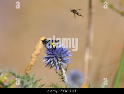 Haarige Scoliid Wasp (Scolia hirta) Stockfoto