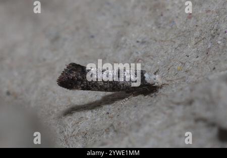 Birke Ermel (Swammerdamia caesiella) Stockfoto
