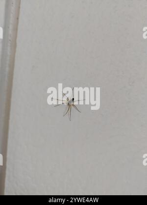 Eurasische Laufkrabbenspinne (Philodromus dispar) Stockfoto