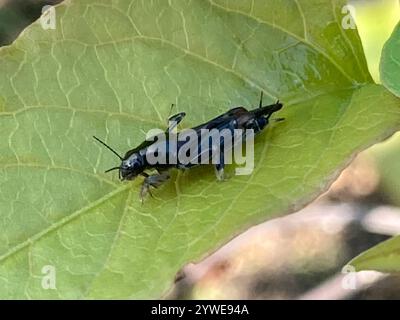 Größerer Zwergmole Grasshopper (Neotridactylus apicialis) Stockfoto