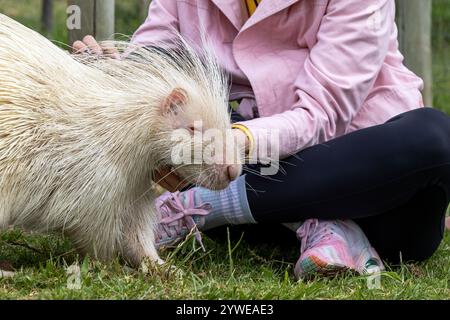 Albino Stachelschwein wird sanft die Hand der Frau im Rehabilitationszoo berührt. Einzigartige Kreatur mit weißem Fell und schützenden Stacheln, natürlichen Mutationen. Stockfoto