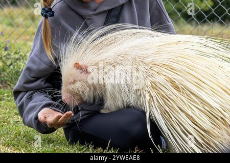 Frauenhändefütterung von Albino-Stachelschweinen im Rehabilitationszoo. Einzigartige Kreatur mit weißem Fell und schützenden Stacheln, natürlichen Mutationen. Naturschutzgebiet Wild Stockfoto