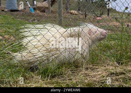 Albino-Stachelschweine hinter Gitterzaun im Rehabilitationszoo. Einzigartige Kreatur mit weißem Fell und schützenden Stacheln, natürlichen Mutationen. Naturschutzgebiet Wild Stockfoto