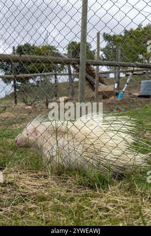 Albino-Stachelschweine hinter Gitterzaun im Rehabilitationszoo. Einzigartige Kreatur mit weißem Fell und schützenden Stacheln, natürlichen Mutationen. Naturschutzgebiet Wild Stockfoto