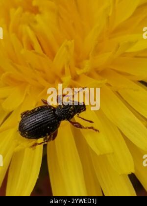 Erdbeerwurzel Weevil (Otiorhynchus ovatus) Stockfoto