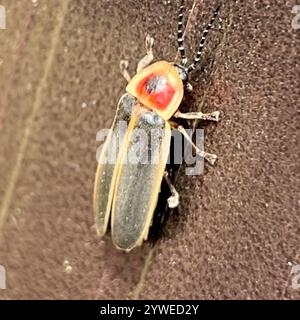 Gemeinsame östlichen Firefly (Photinus pyralis) Stockfoto