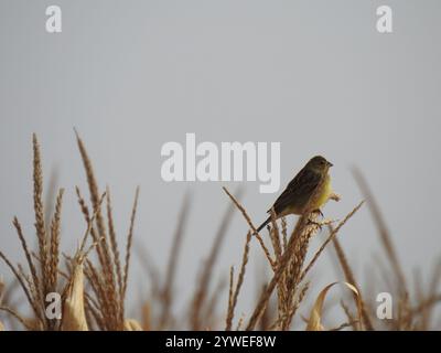 Grünlandgelbfink (Sicalis luteola) Stockfoto