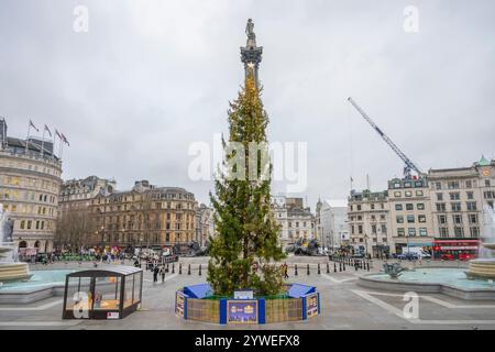 Dezember 2024. Norwegischer Fichte Weihnachtsbaum, Trafalgar Square, London, Großbritannien, zum 77. Jahrestag der Schenkung eines Weihnachtsbaums an London von Oslo Stockfoto