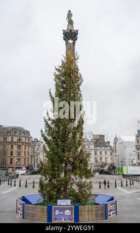 Dezember 2024. Norwegischer Fichte Weihnachtsbaum, Trafalgar Square, London, Großbritannien, zum 77. Jahrestag der Schenkung eines Weihnachtsbaums an London von Oslo Stockfoto