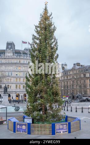 Dezember 2024. Norwegischer Fichte Weihnachtsbaum, Trafalgar Square, London, Großbritannien, zum 77. Jahrestag der Schenkung eines Weihnachtsbaums an London von Oslo Stockfoto