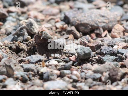 Gemeinsamer Roadside-Skipper (Amblyscirtes vialis) Stockfoto