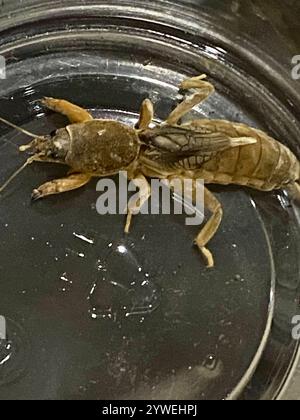 Maulwurf-Kricket (Neocurtilla hexadactyla) Stockfoto