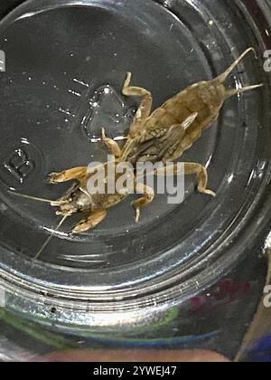 Maulwurf-Kricket (Neocurtilla hexadactyla) Stockfoto